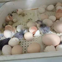 تخم مرغ نطفه دار