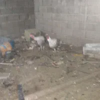 بوقلمون