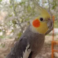عروس هلندی گمشده ب یابنده مژگانی دادمیشه