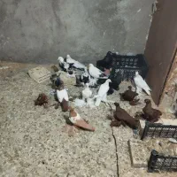 کبوتر پاپر اصل