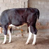 گاو قربانی نزاییده