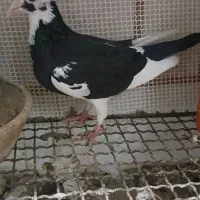 کبوتر عراقی