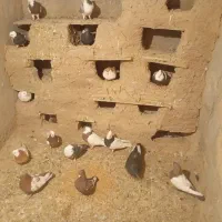 حرف ندارن 20عدد فقط به خاطر دون میفروشم230هزار تن|پرنده|جغتای, |دیوار