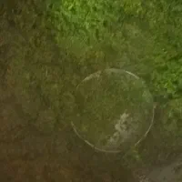 قرمه.نعنا.شوید.خورد شده.سرخ شده|خوردنی و آشامیدنی|قرچک, مهدیه|دیوار