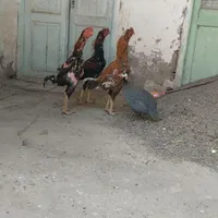 خروس لاری