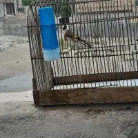 سهره نر مست