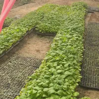 کار در گلخانه|استخدام صنعتی، فنی، مهندسی|زابل, |دیوار