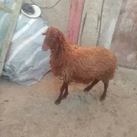 کاور نر افشار (گوسفند)