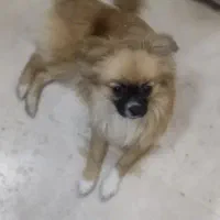 شیواوا موبلند|سگ|تهران, ائمه اطهار|دیوار