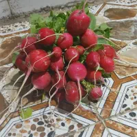 کارکر سبزی چین نیاز دارم ۳ نفر