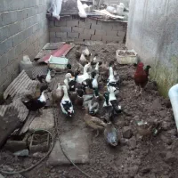 او ردک‌محلی