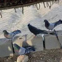 کبوتر اصفهانی