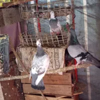 کبوتر|پرنده|رودسر, |دیوار