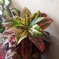 چند عدد گل زیبا