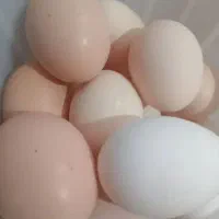 تخم مرغ محلی