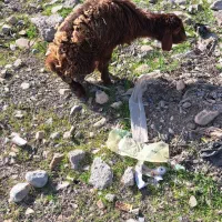 بره ماده|حیوانات مزرعه|نیشابور, فضل|دیوار