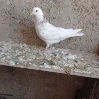 کفتر باخت رفته