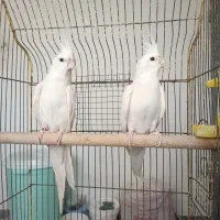عروس هلندی آلبینو جفت مولد تاج بلند|پرنده|بندرعباس, |دیوار