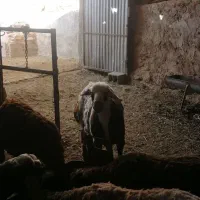 بره نر افشاری پلنگی