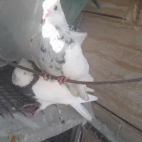 طوقی ۳ عدد|پرنده|ایذه, |دیوار