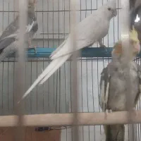 جوجه عروس هلندی