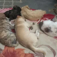 نژاد دار پا ۱ وجبی در سایزهای متفاوت|سگ|آمل, |دیوار