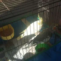 فروش عروس هلندی|پرنده|صومعه‌سرا, |دیوار