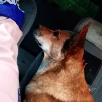 سگم گمشده|حیوانات|کرمان, |دیوار