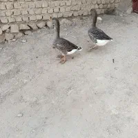 غاز