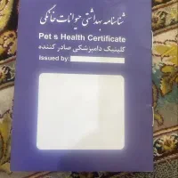 سگ  پامرین|سگ|تهران, مشیریه|دیوار