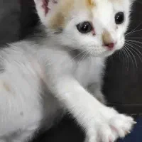 گربه دوماهه فقط به خانم داده میشه رایگان نیست