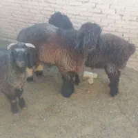 بره نر کشتاری|حیوانات مزرعه|جرقویه, |دیوار