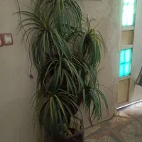 درختچه ۸۵۰ تومن|گل مصنوعی|دزفول, |دیوار