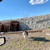 واگذاری سگ هاسکی چشم یخی (چشم سفید) غیر رایگان