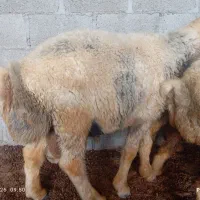 بره نربه فروش میرسد.