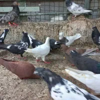 کبوتر|پرنده|اهواز, زرگان|دیوار