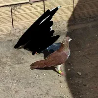 کبوتر طاقدم سرخ نر