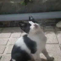 گربه نر سه ماهه بسیار شیطون وباهوش