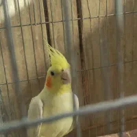 عروس هلندی نر بالغ|پرنده|لردگان, |دیوار