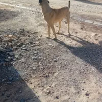 سگ عراقی|سگ|قیدار, |دیوار