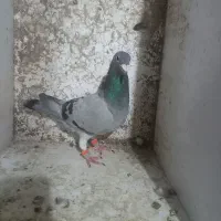 مسافتی ماده|پرنده|سمنان, |دیوار