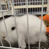 خرگوش اصیل لوپ برفی