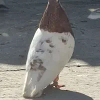 پرنده|پرنده|خرمشهر, |دیوار