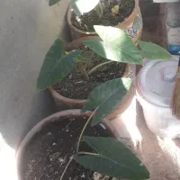 نهال وگل|گل مصنوعی|ایلام, |دیوار