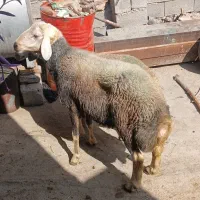 قوچ داشتی