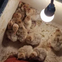 فروش ویژه جوجه بوقلمون نژاد بروبون|حیوانات مزرعه|کرمان, |دیوار