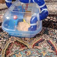 همستر