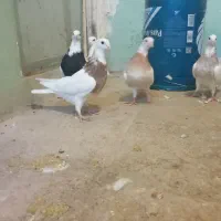 5 عدد کبوتر طوقی نژاد دار