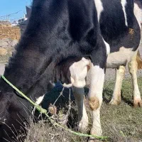 اینی و دوگه