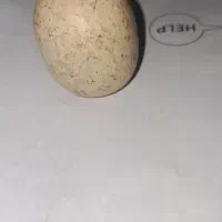 الماس آسیاب آبی